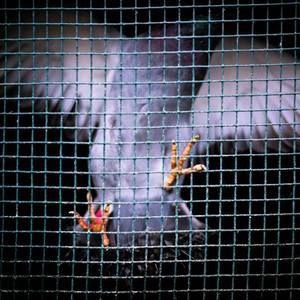 久久精品人成免费
